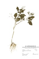 藏品(茯苓菜)的圖片